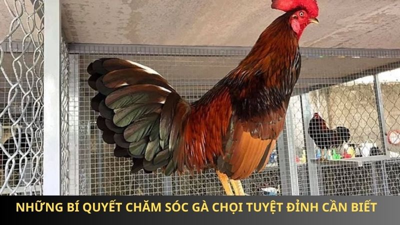 Những bí quyết chăm sóc gà chọi tuyệt đỉnh cần biết