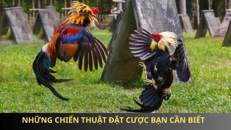 Đá gà cựa đòn 85win: Chiến thuật đỉnh cao, tỷ lệ thắng lớn 3 Những chiến thuật đặt cược bạn cần biết