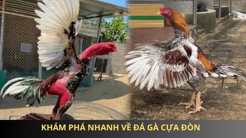 Đá gà cựa đòn 85win: Chiến thuật đỉnh cao, tỷ lệ thắng lớn 1 Khám phá nhanh về đá gà cựa đòn