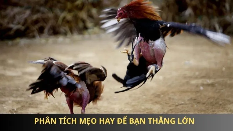 Đá gà cựa sắt 85win - Chọi kê kịch tính, chiến thuật cực đỉnh 3 Phân tích mẹo hay để bạn thắng lớn