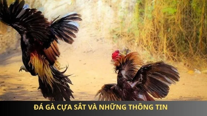 Đá gà cựa sắt 85win - Chọi kê kịch tính, chiến thuật cực đỉnh 1 Đá gà cựa sắt và những thông tin chưa được bật mí