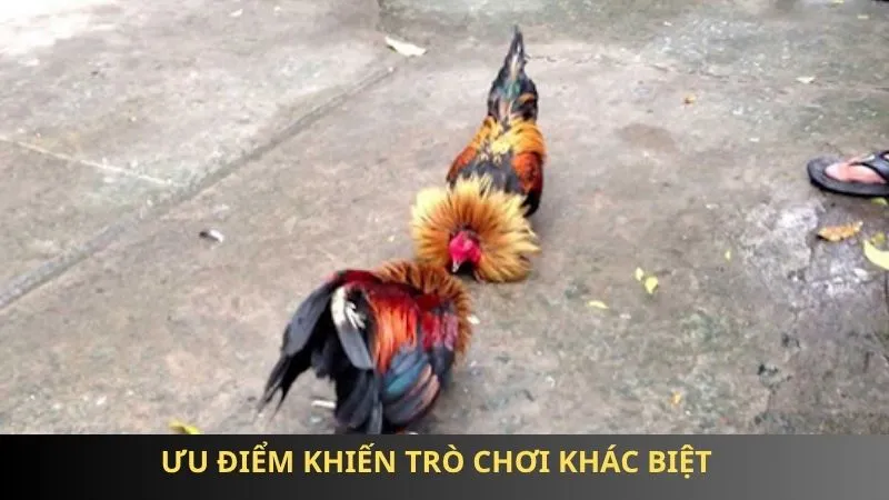 Đá gà cựa sắt 85win - Chọi kê kịch tính, chiến thuật cực đỉnh 2 Ưu điểm khiến trò chơi khác biệt